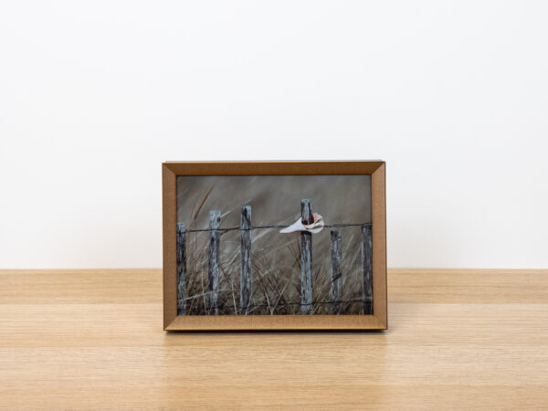 Shell, Nantucket - 6 x 8 Old Gold Metal Frame